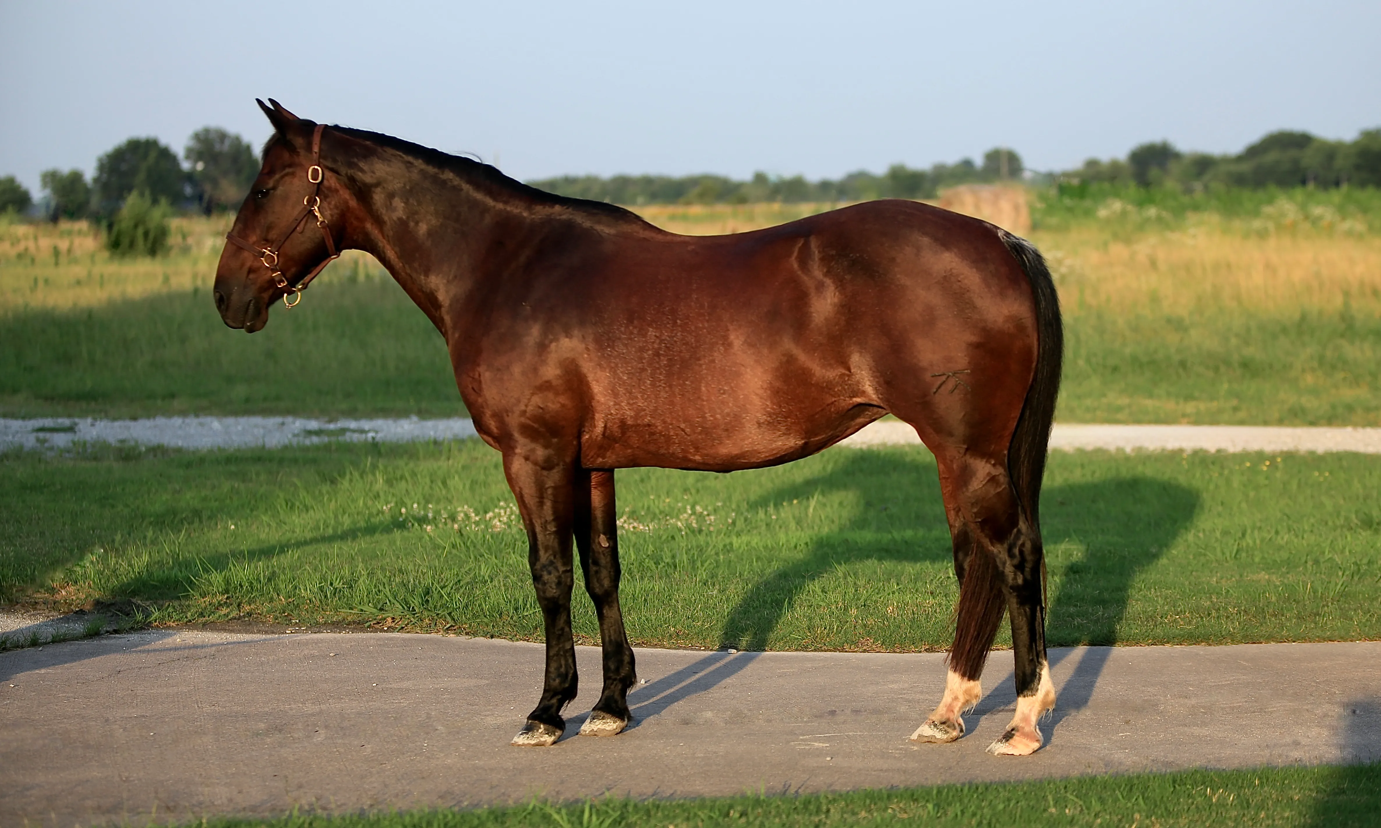 Shining Spark x Exoticat - Foal In Utero