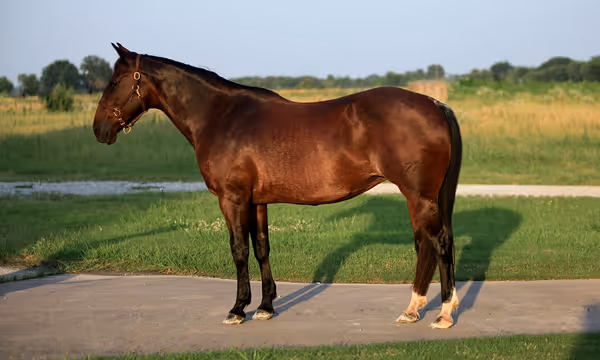 Shining Spark x Exoticat - Foal In Utero