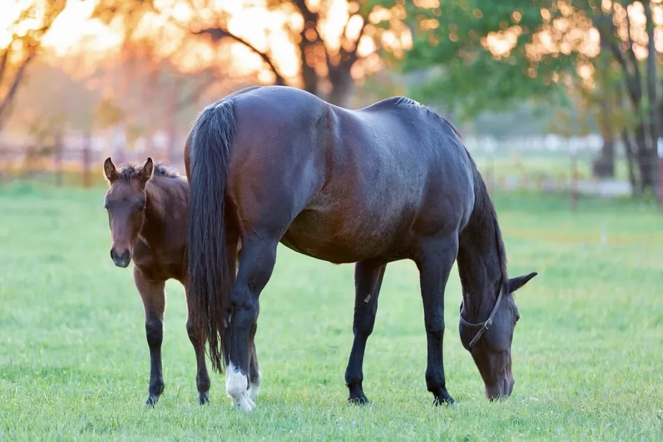 Exoticat & Worry B Gone by Woody Be Tuff