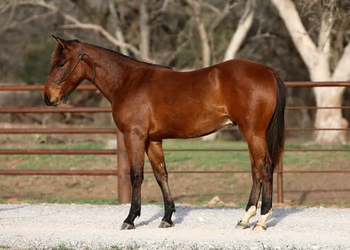 Worry B Gone - Woody Be Tuff x Exoticat 2024 colt