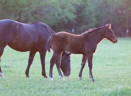 Worry B Gone - Woody Be Tuff x Exoticat