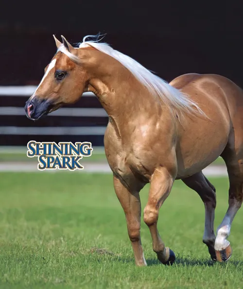 Shining Spark x Exoticat - Foal In Utero